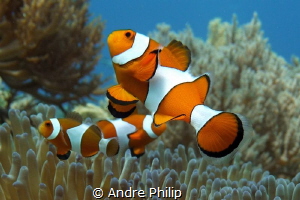 "In family" - Amphiprion ocellaris by Andre Philip 